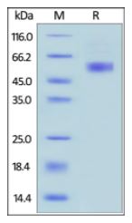 Human CD79B, Fc Tag on SDS-PAGE under reducing (R) condition. The gel was stained overnight with Coomassie Blue. The purity of the protein is greater than 92%.